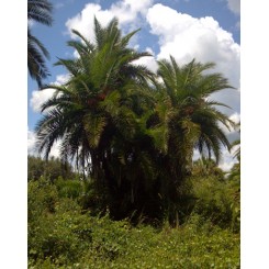 Reclinata Palm 24' Overall Height